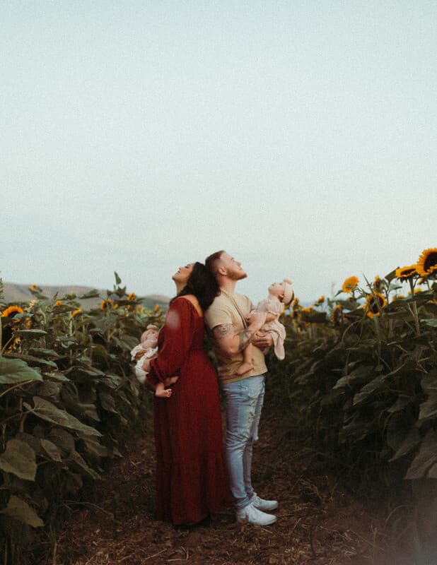 sunflower pic